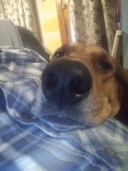 Redstone Veterinary Clinic Picture 5