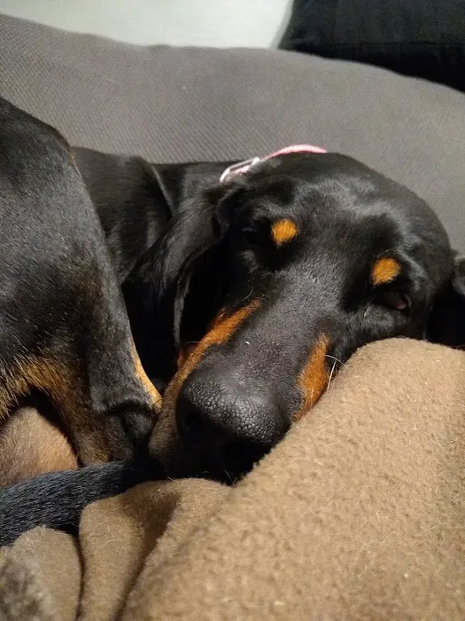 Redstone Veterinary Clinic Picture 8