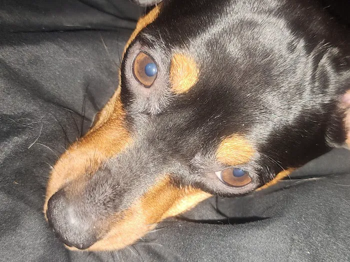 Columbus Small Animal Hospital Picture 1