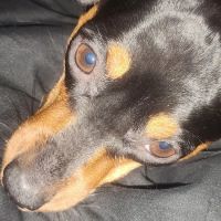 Columbus Small Animal Hospital ico