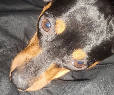 Columbus Small Animal Hospital