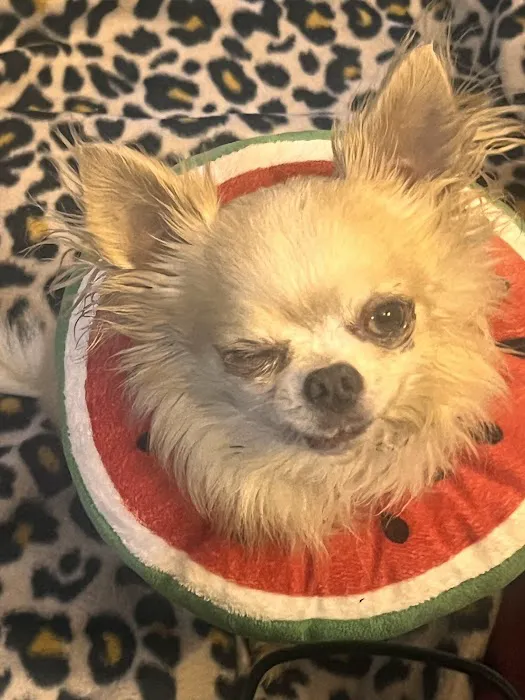 Columbus Small Animal Hospital Picture 4