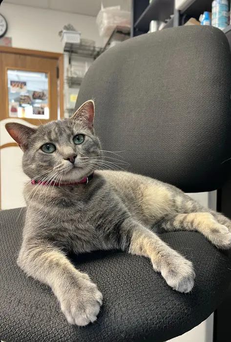 Columbus Small Animal Hospital Picture 8