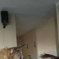 Cross Creek Animal Health Center ico