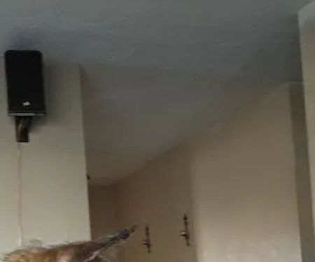 Cross Creek Animal Health Center