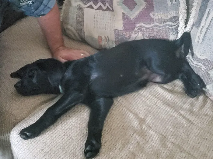 Cross Creek Animal Health Center Picture 6