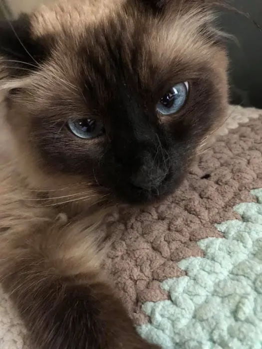 Jacobson Veterinary Clinic Picture 3