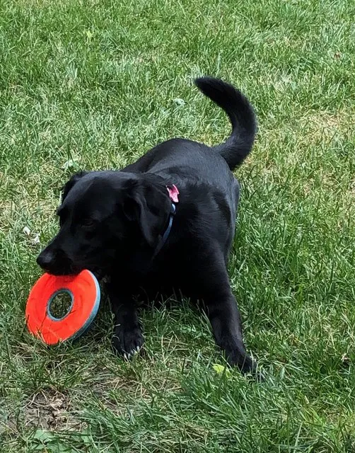 Jacobson Veterinary Clinic Picture 4