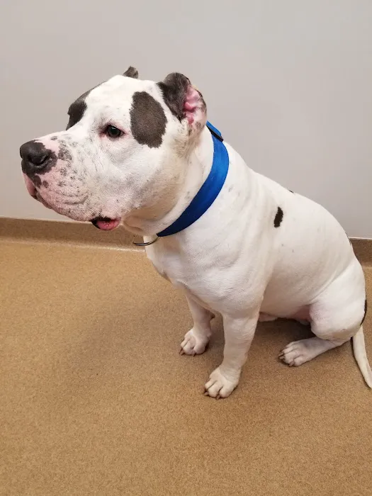 Cotner Pet Care Picture 3