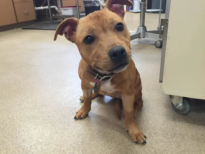 Cotner Pet Care Picture 8