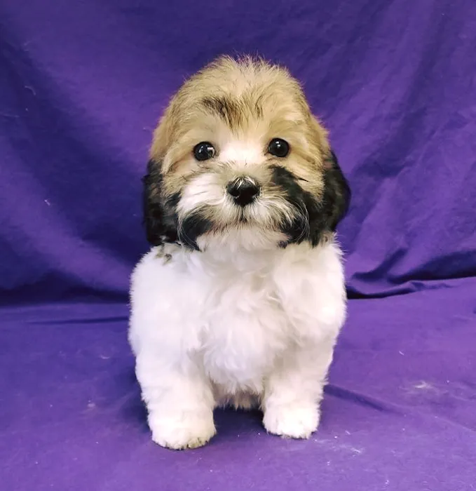 Cotner Pet Care Picture 10