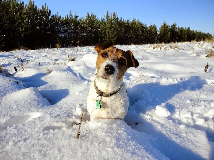 Cotner Pet Care Picture 9