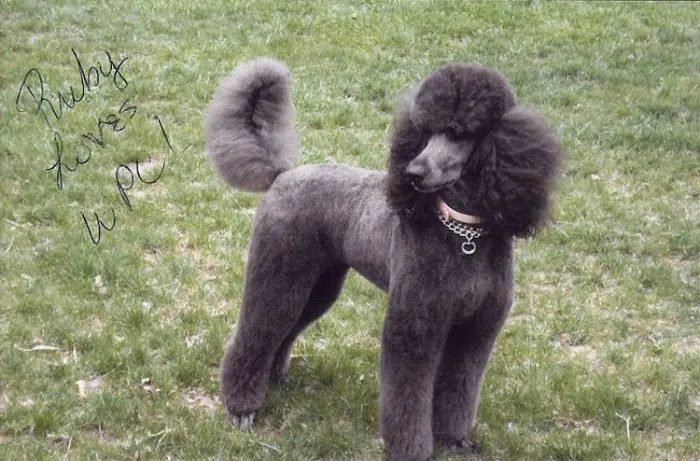 Wachal Pet Health Center Picture 2