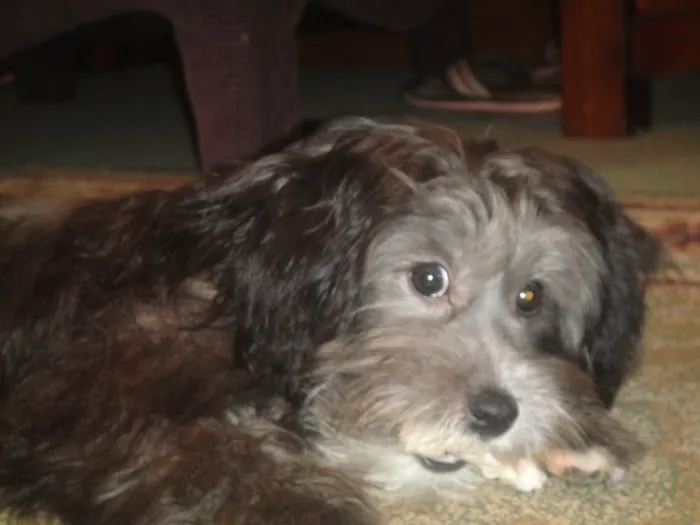 Wachal Pet Health Center Picture 6