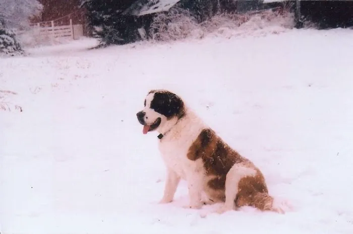 Wachal Pet Health Center Picture 7