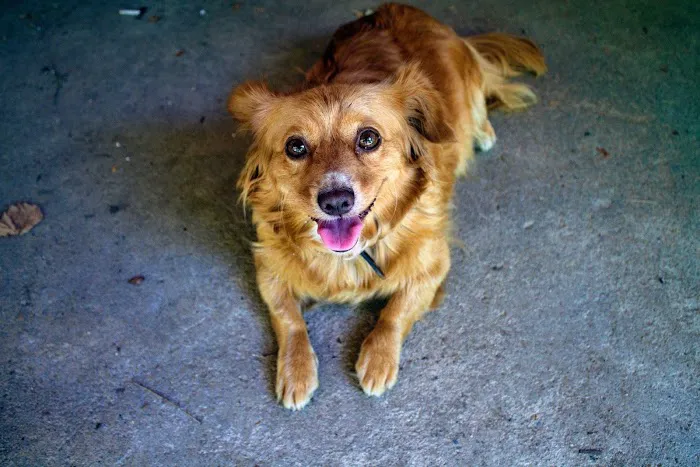 Wachal Pet Health Center Picture 9