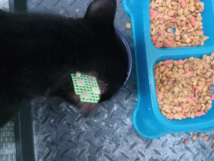 All Feline Hospital Picture 1