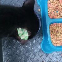 All Feline Hospital ico