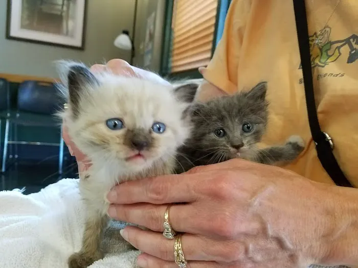 All Feline Hospital Picture 3