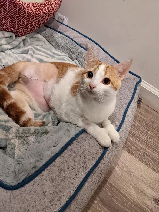 All Feline Hospital Picture 5