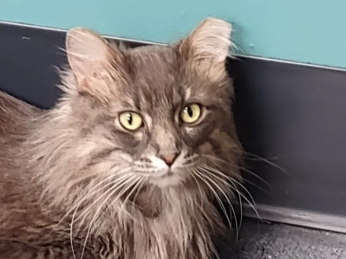 All Feline Hospital Picture 4