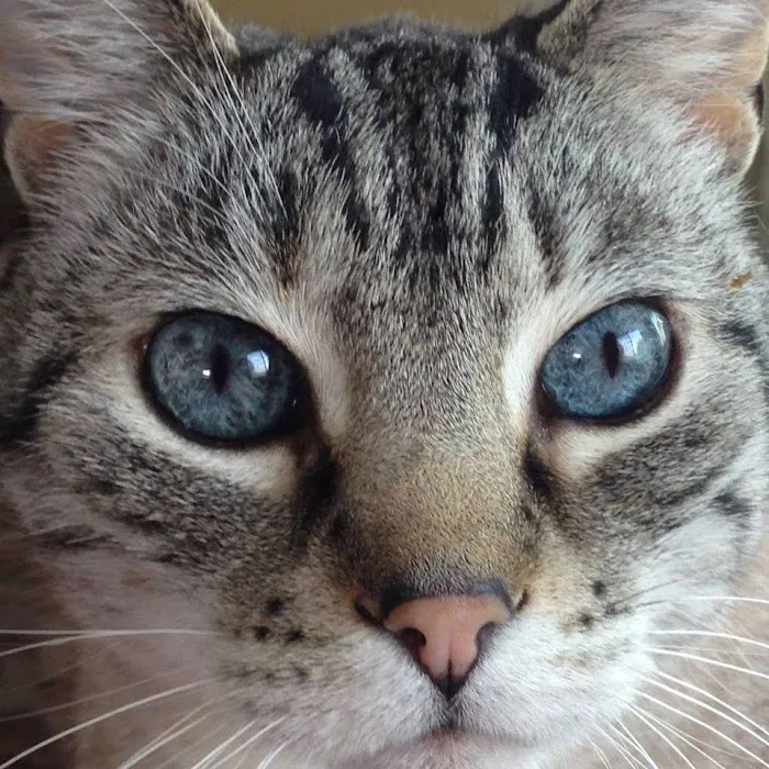 All Feline Hospital Picture 9