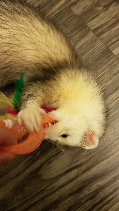 All Feline Hospital Picture 6