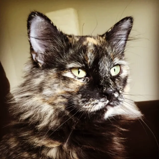 All Feline Hospital Picture 7