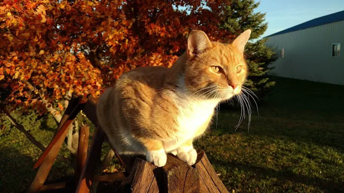 All Feline Hospital Picture 8