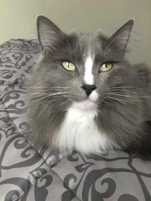 All Feline Hospital Picture 10