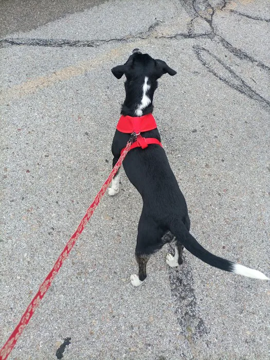 Companion Care Veterinary Clinic Picture 4