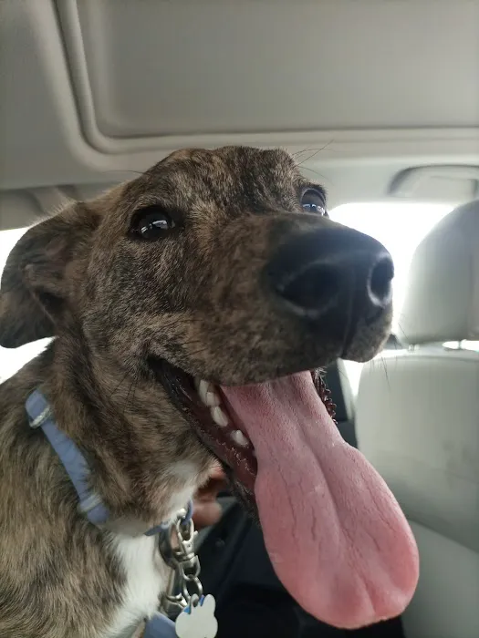 Companion Care Veterinary Clinic Picture 3