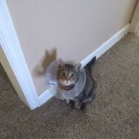 Red Barn Veterinary Clinic ico