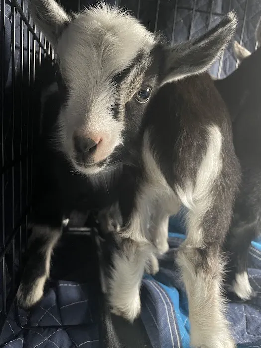 Red Barn Veterinary Clinic Picture 2