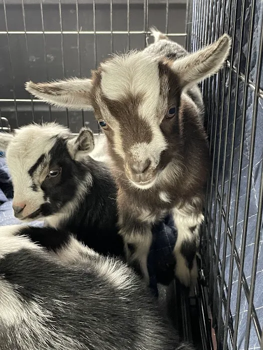 Red Barn Veterinary Clinic Picture 7