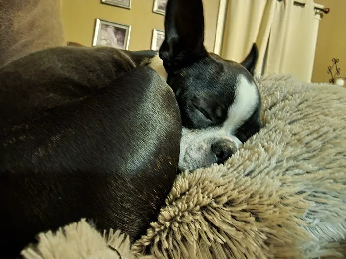 Cedar County Veterinary Services Picture 10