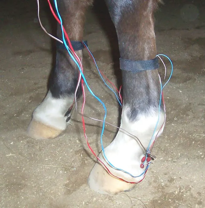 Windhorse Veterinary Clinic Picture 6