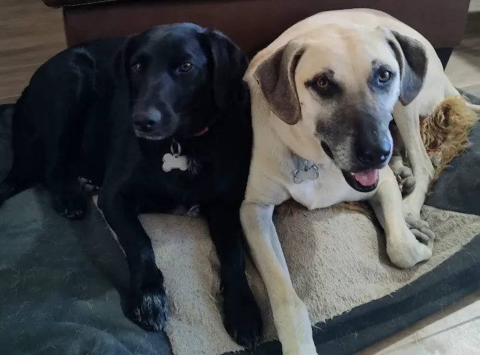 Creekside Veterinary Clinic Picture 1