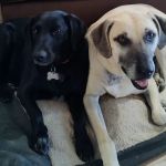 Creekside Veterinary Clinic