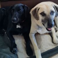 Creekside Veterinary Clinic ico