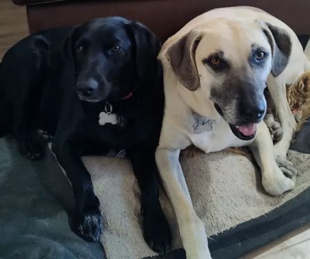 Creekside Veterinary Clinic