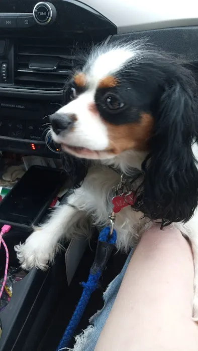 Lakeview Veterinary Clinic Picture 1