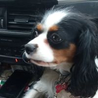 Lakeview Veterinary Clinic ico