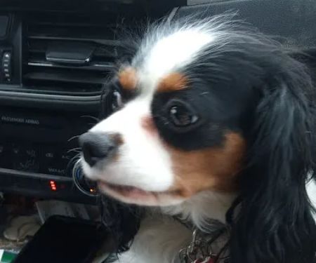 Lakeview Veterinary Clinic