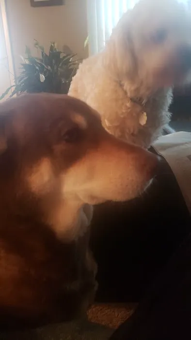 Lakeview Veterinary Clinic Picture 6