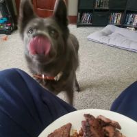 Animal Clinic of Mitchell ico