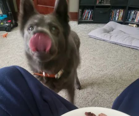 Animal Clinic of Mitchell