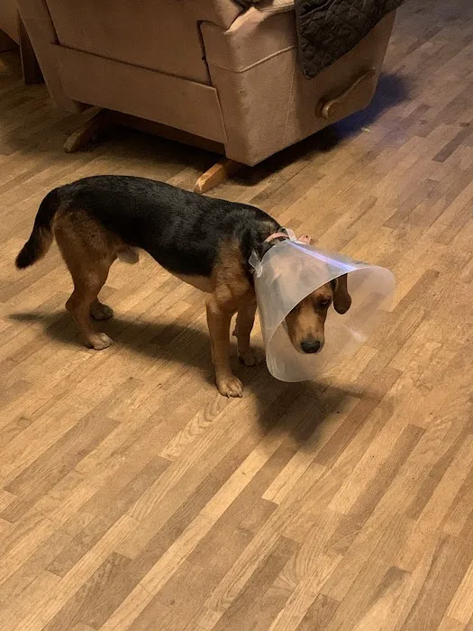 Neighborhood Veterinary Care Picture 5