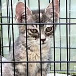 Big Sioux Veterinary Care