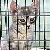 Big Sioux Veterinary Care ico